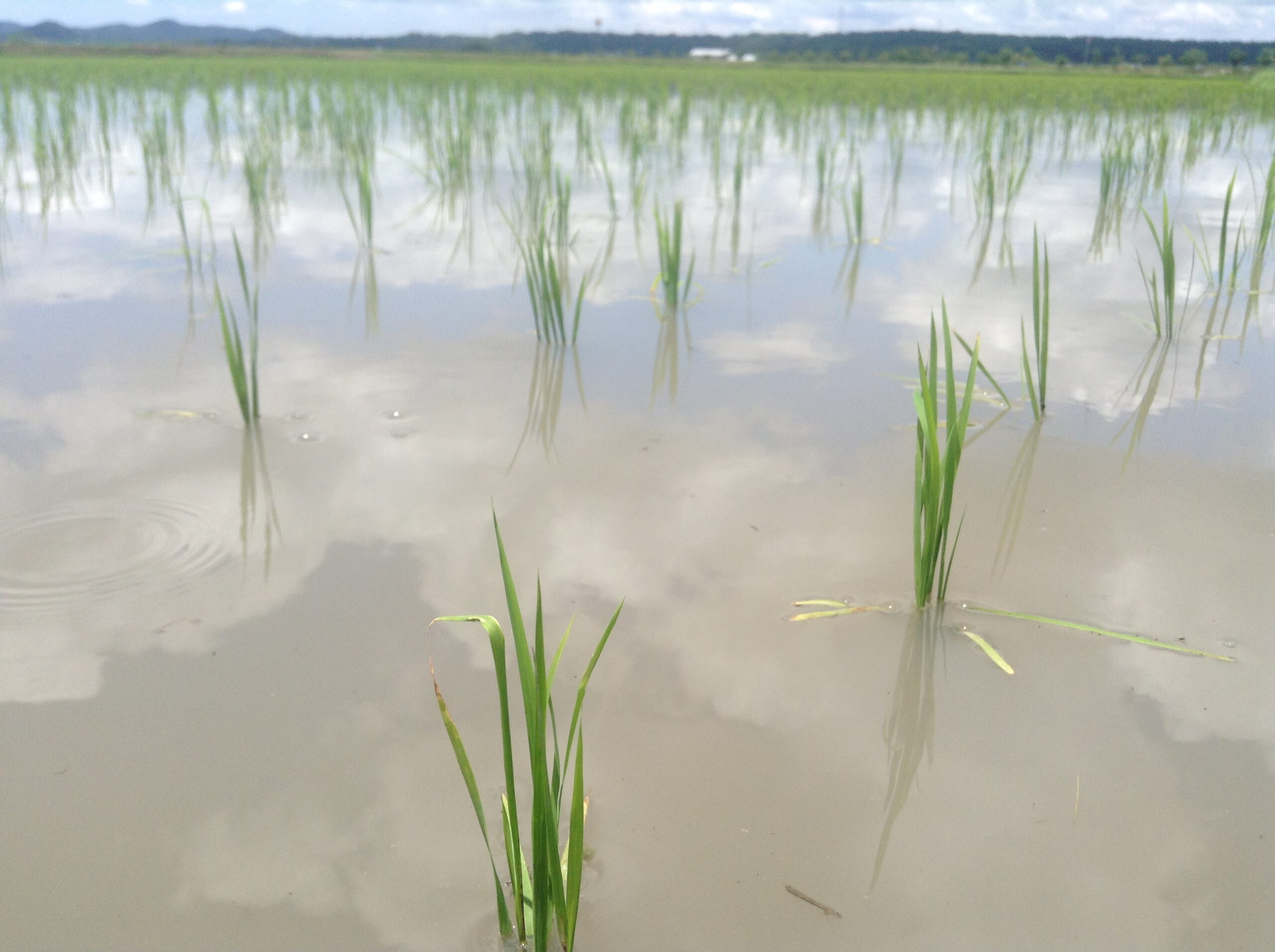 田植え　水田